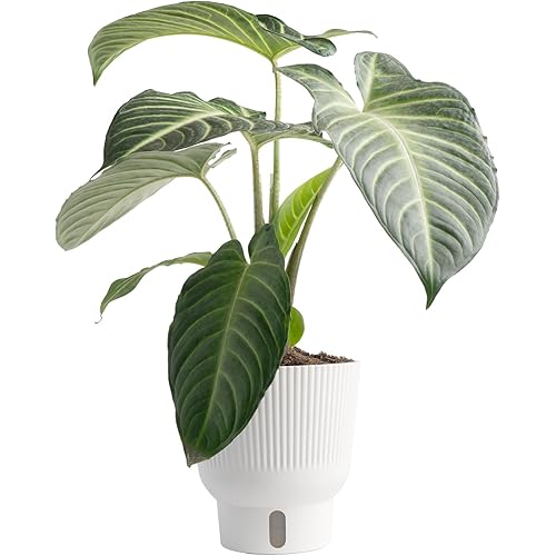 Costa Farms Live Indoor Trending Tropicals Xanthosoma Plant 15-Inches Tall, White Décor Pot
