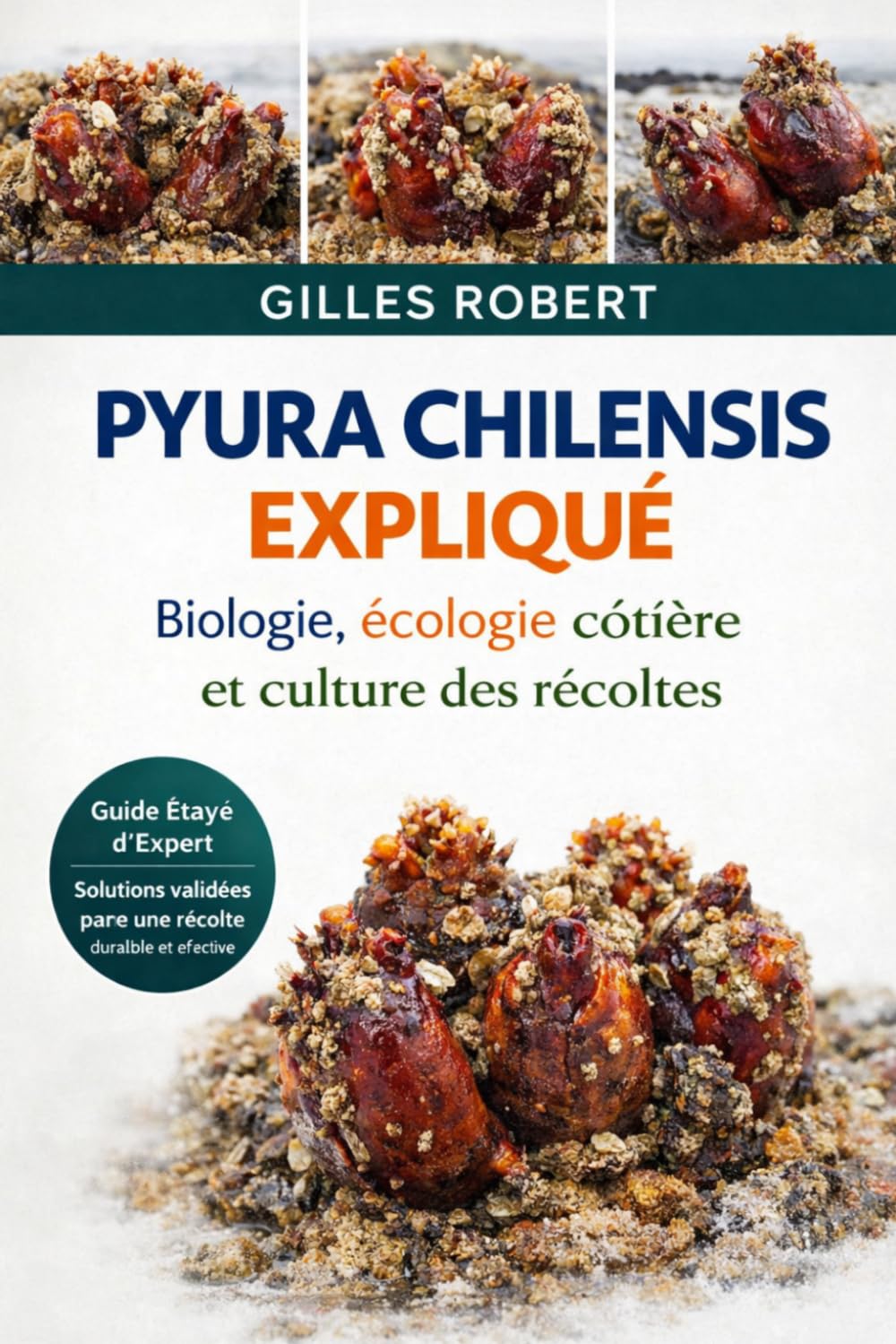PYURA CHILENSIS EXPLIQUÉ: Biologie, écologie côtière et culture des récoltes