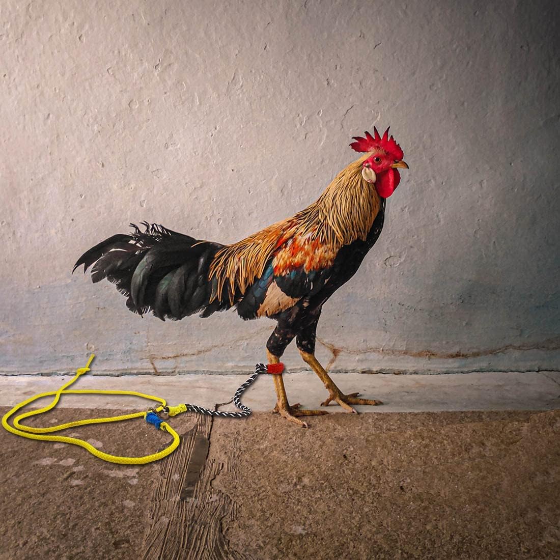 Pmw - Murgee Leg Rope,Rooster Rope Leash for Hen and Rooster,Chicken Rope Poultry murgee,paalan murga rassee 196 cm Bird Strap Leash (Multicolor)-(Pack of 1) (B0D7MNZHYW) Amazon Price History, Amazon Price Tracker