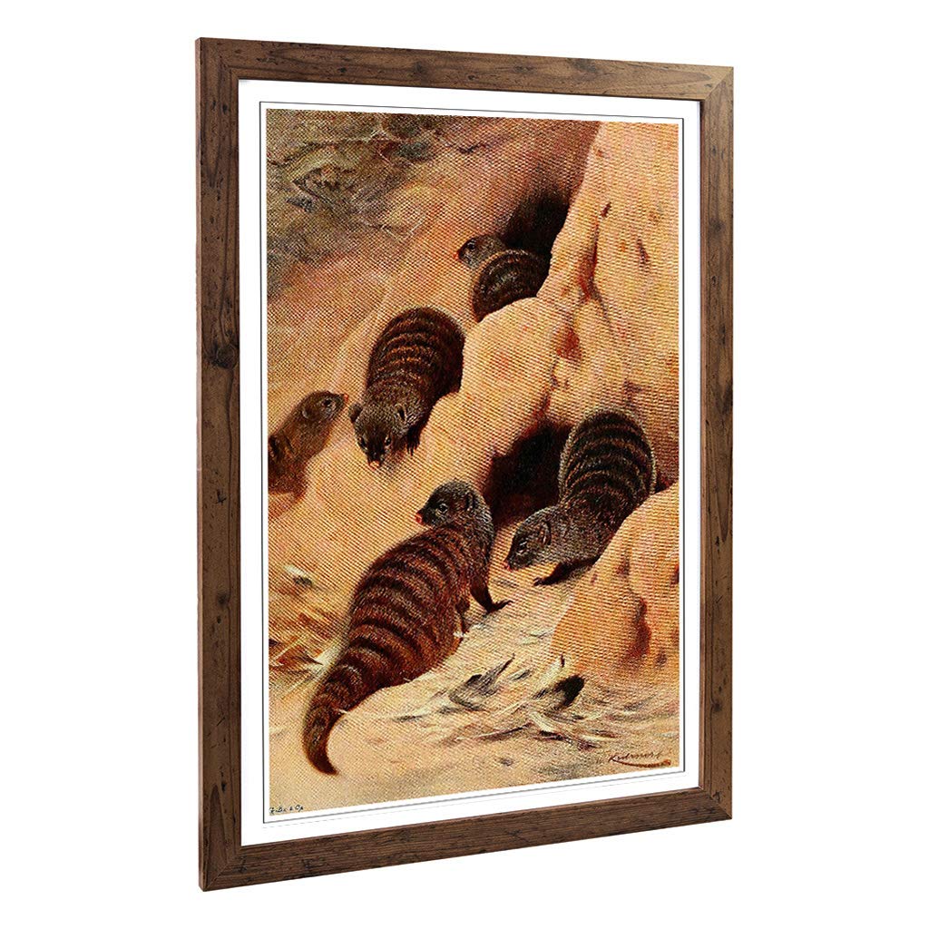 Big Box Art Framed Print of Vintage W Kuhnert Banded Mongoose Design | Wall Art Picture | Home Decor for Kitchen, Living Room, Bedroom, Hallway, Walnut, A2 / 24.5x18 Inch / 62x45cm