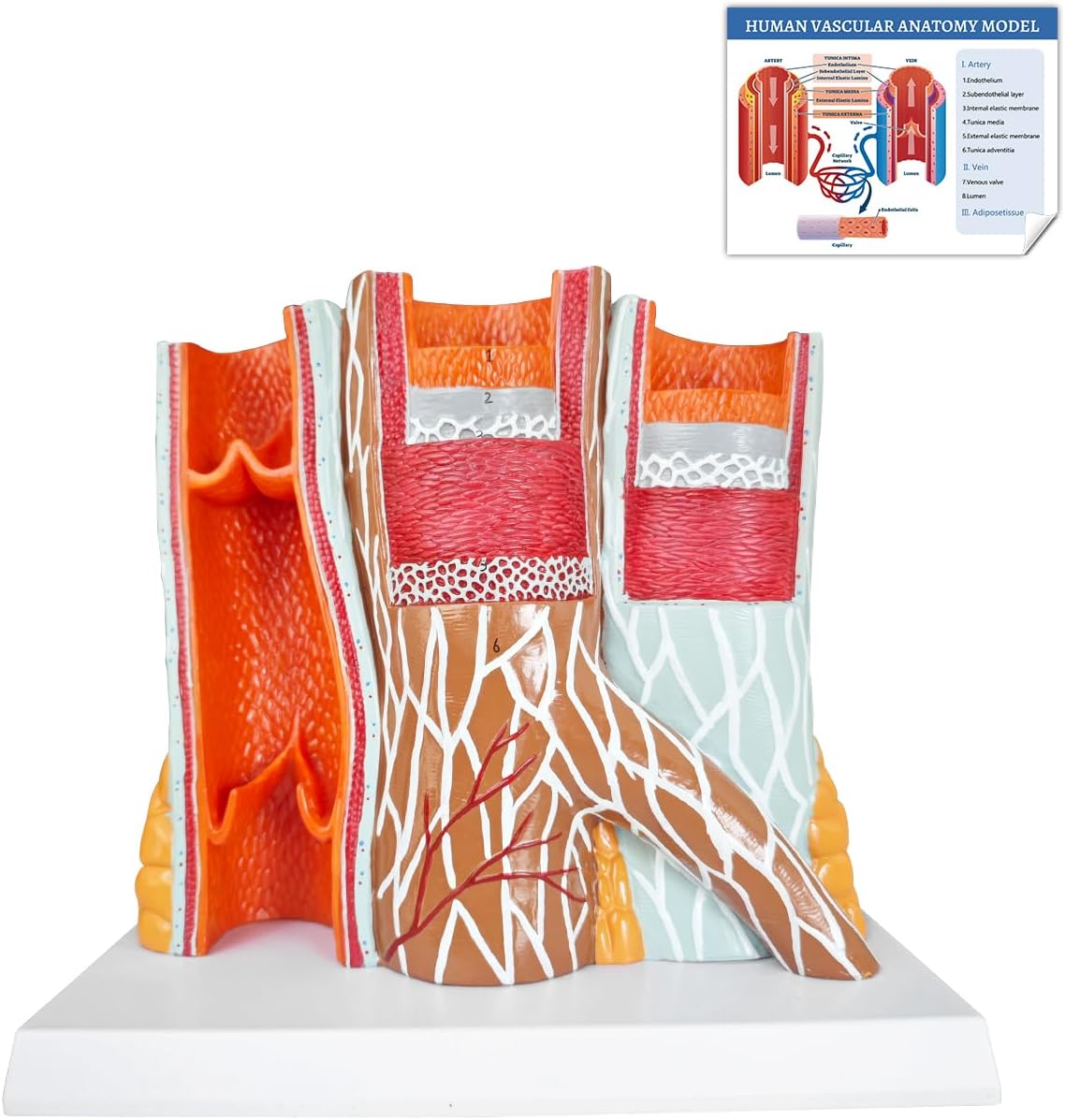 JNMFTD Blood Vessel Anatomical Model,14X Human Arteriovenous Cardiovascular Venous Vein Model with Product Manual Card for Science Medical Study Education Learning University Display Hospitals Offices