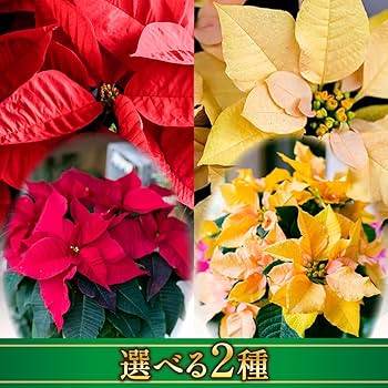 Amazon.co.jp: ポインセチア クリスマス 鉢植え 鉢 苗 生花 本物