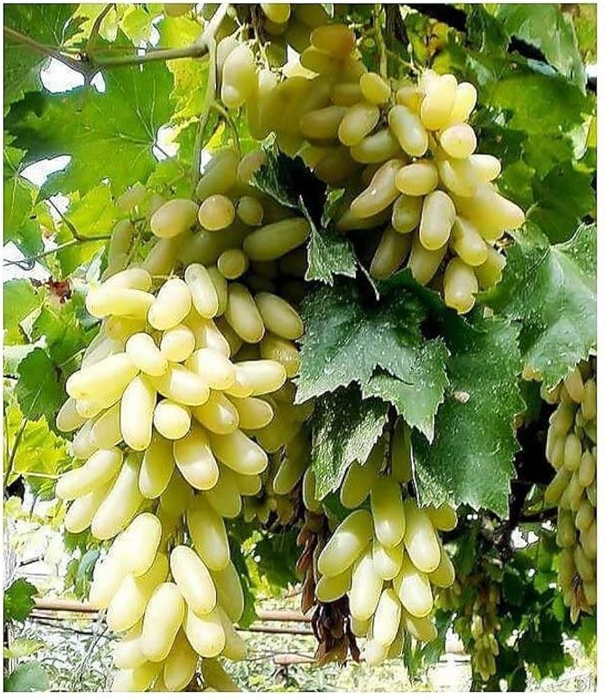 Grapes plant hybrid all seasons || all season hybrid plant for grape || pack of 2 (B0CSTC5NHB) Amazon Price History, Amazon Price Tracker
