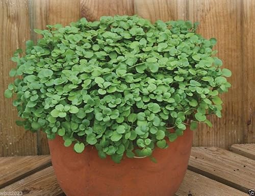 Miniatura 2 de 1000Berro, uso como verdes de ensalada, zacate culinaria, y hierbas medicinales de semillas.