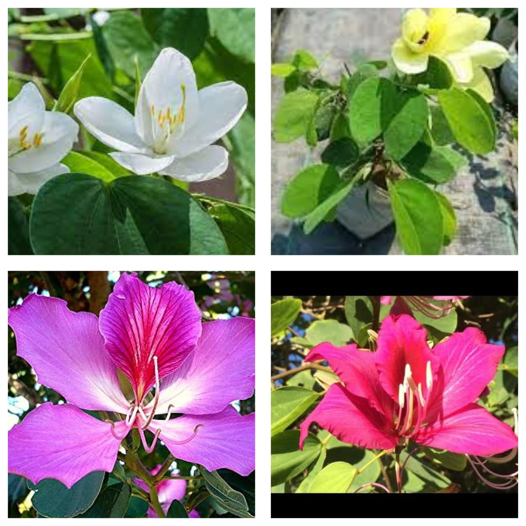 "All Year Round 12-Months Hybrid Combo Pack Set Of 4 Bauhinia Kanchan Live Plant Yellow,Red,Pink,White - Fragrant Flowers, Easy Care Classic Flower Plant In A Beautiful Pot Super Healthy Plant " (B0D9P9MK2W) Amazon Price History, Amazon Price Tracker