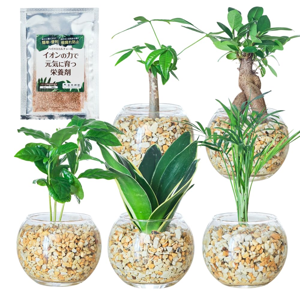 Amazon｜東京寿園 観葉植物 5点セット ハイドロカルチャー 本物 ミニ