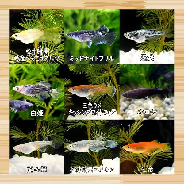【 餌 おまけ付き 】 メダカ 生体 稚魚 ミックス 20匹 + α 改良 めだか amazon marugen medaka【 必ず10種類入っている プロの育成書付き 安心の死着保証 養魚場直送 】 めだか 専門店 丸玄 - 4