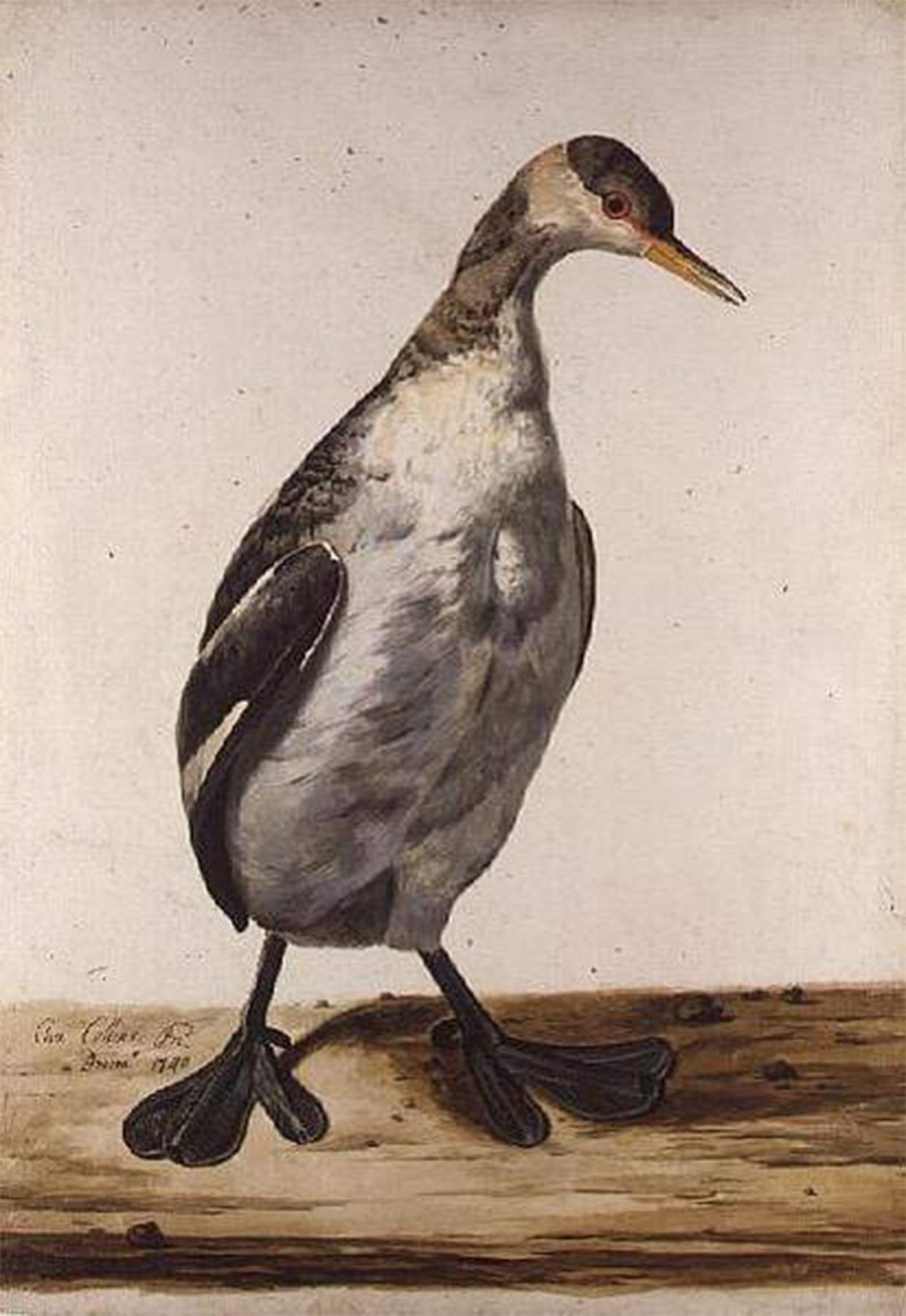 ARTXLXXBN Famous Painting Canvas Artwork Graffiti Print the Greater Loon by Charles Collins Portrait Canvas Image for Home Decor 60x90cm