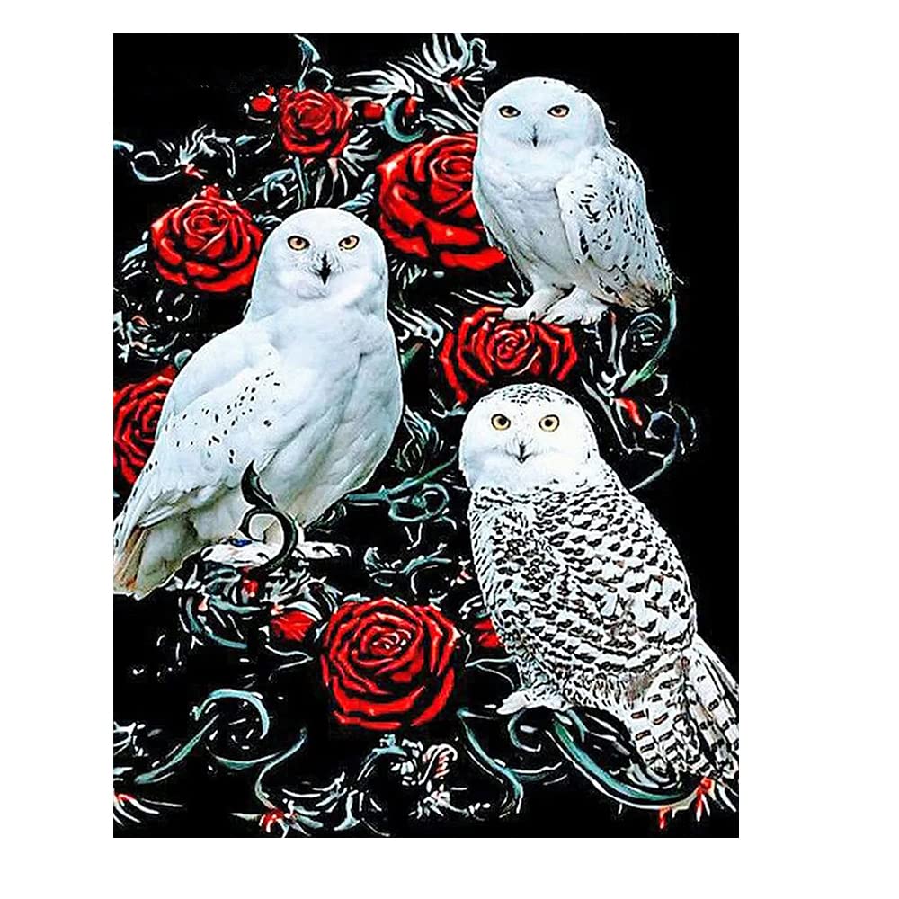 DCIDBEI 40x50 CM Diamond Painting Animale Fantastico,Puzzle Diamante Gufo Rotondo Anime Pittura Diamante per Adulti Artigianato Soggiorno Ingresso Decorazione Murale