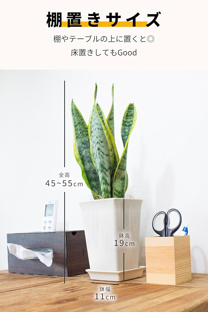 Amazon｜[ miipas ] サンスベリア 5号鉢 観葉植物 本物 スネーク
