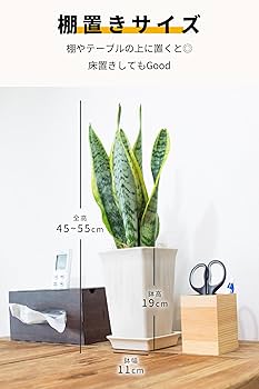 EMP サンセベリア KOBITO 小人 / 親株サイズ SA52 71z+cCXK8yL._UF350,350_QL50_.jpg