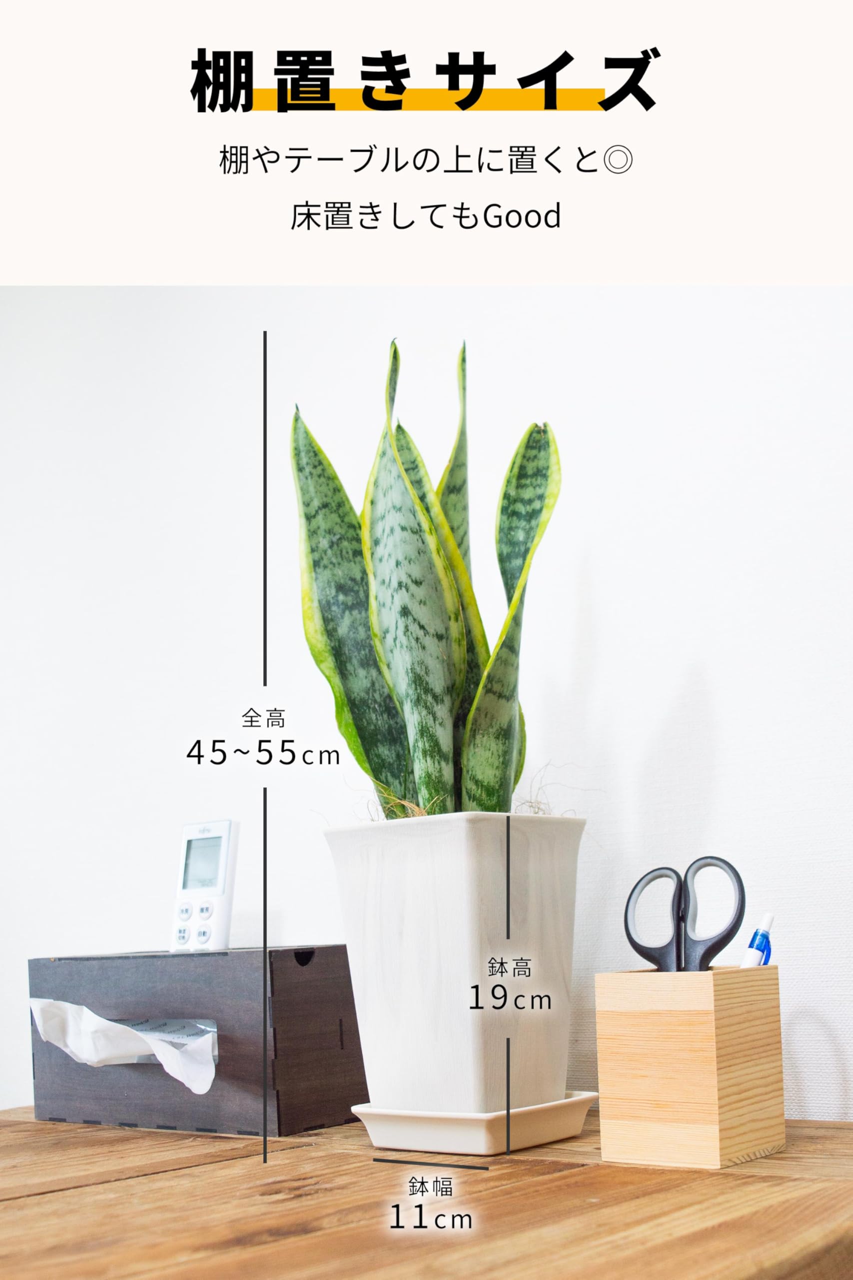 Harmonyサンスベリア5点 Harmonyサンスベリア5点 サンスベリア 5号