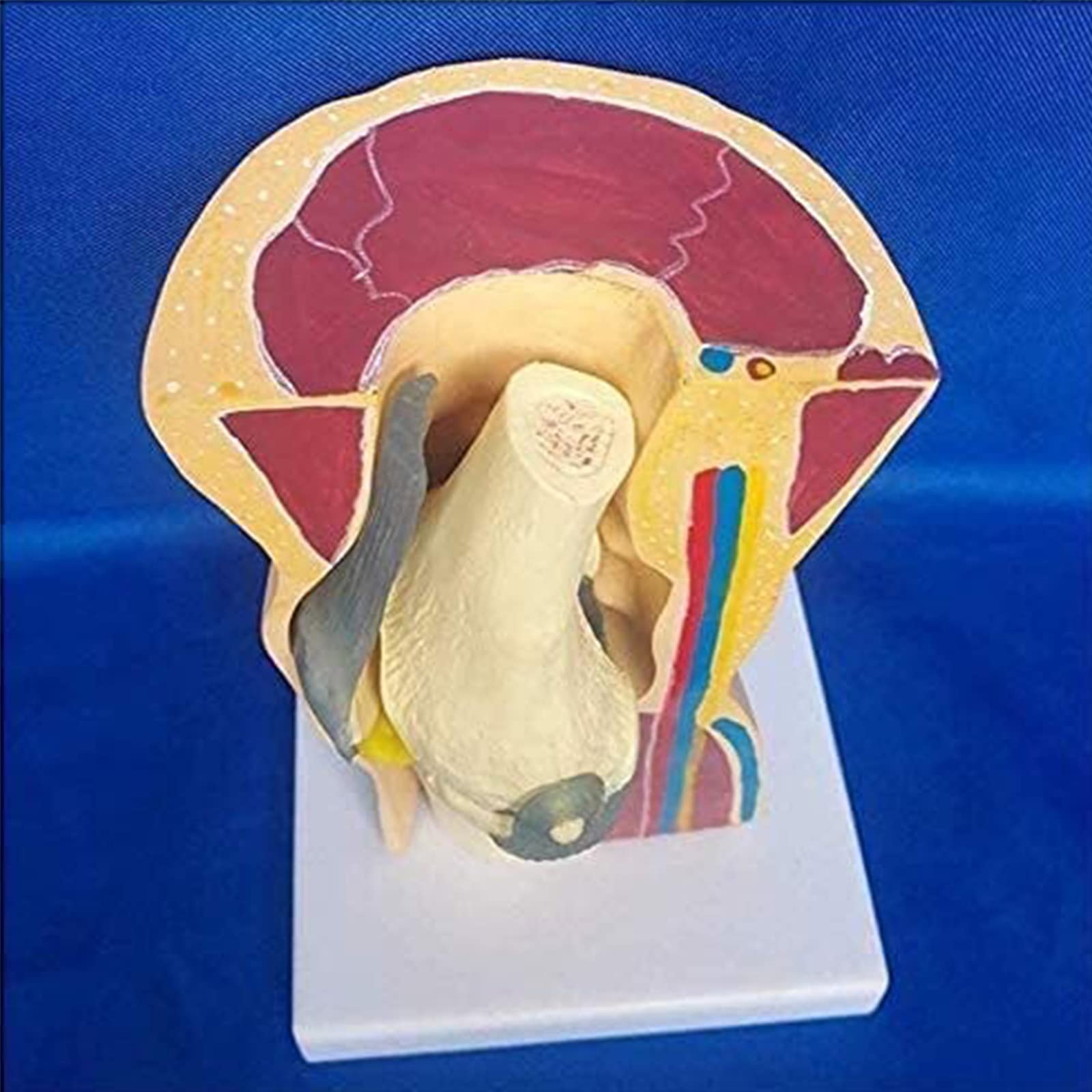 Modele dydaktyczne z zakresu biologii, Model anatomiczny mięśni szkieletowych z więzadłami do nauki i prezentacji. organu medycznego