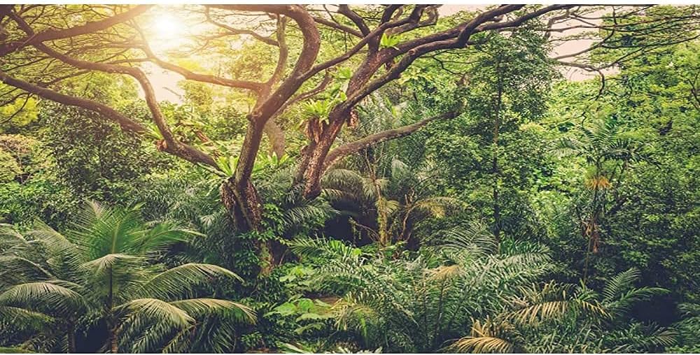 AWERT 24x12 inches Deep Forest Terrarium Background