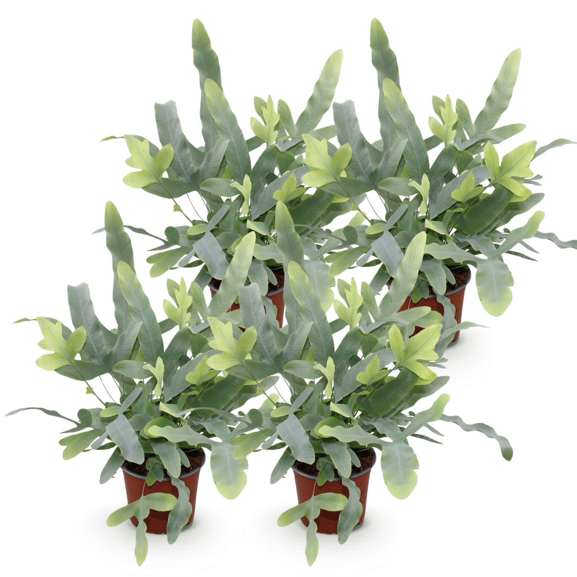 Green boutiQ - Plante d'intérieur - Phlebodium aureum Blue Star - Fougère Bleue - Amie des animaux - Bleu - 4 Plantes - Pot 12cm - Hauteur 25-30cm