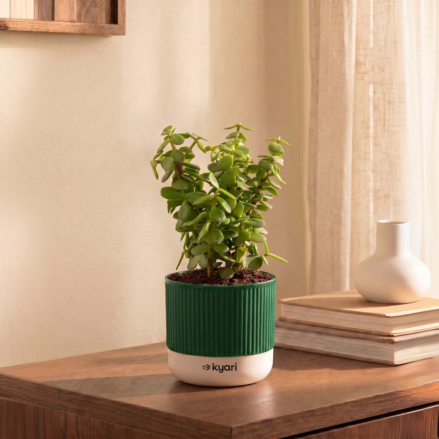 Kyari Good Luck Jade Plant with Green Self Watering Pot – Mylo 3.5 Inch-image-25