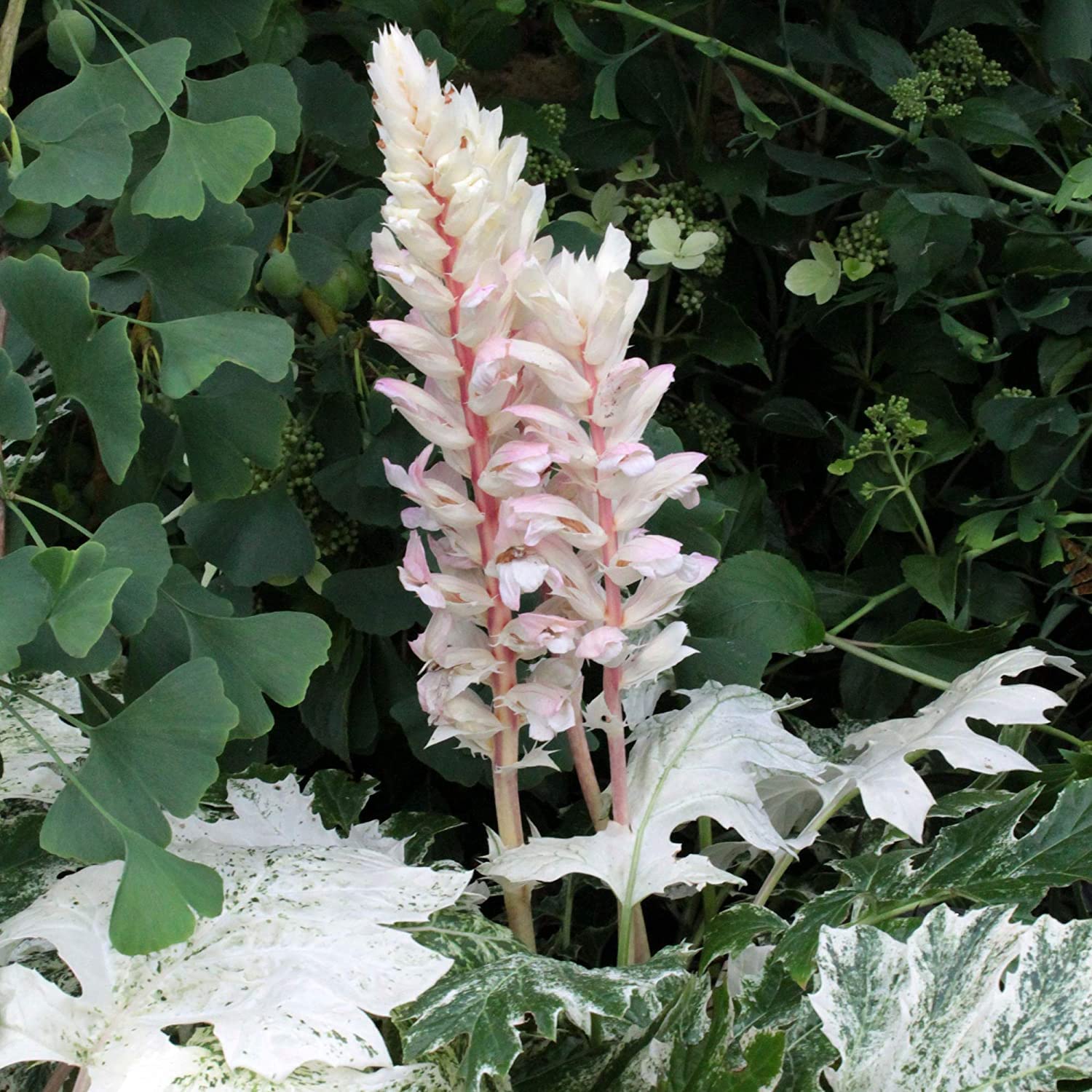 Acanthus Whitewater Bears Breech | Variegated Flowering Herbaceous Perennial (30-40cm Incl. Pot)