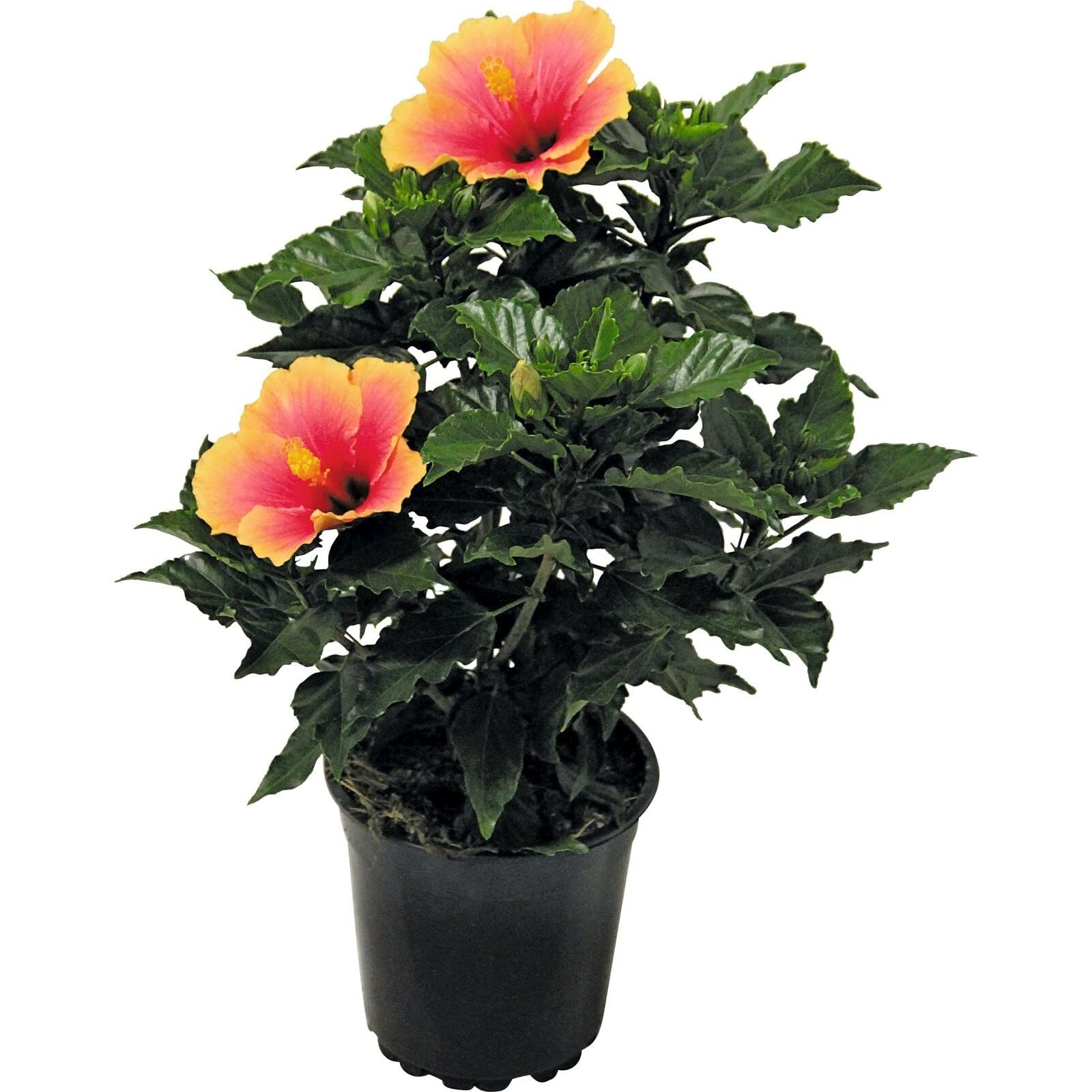 Flor de Jamaica arbusto vivo de Hibiscus Rosa Sinensis, planta natural de exterior para hogar