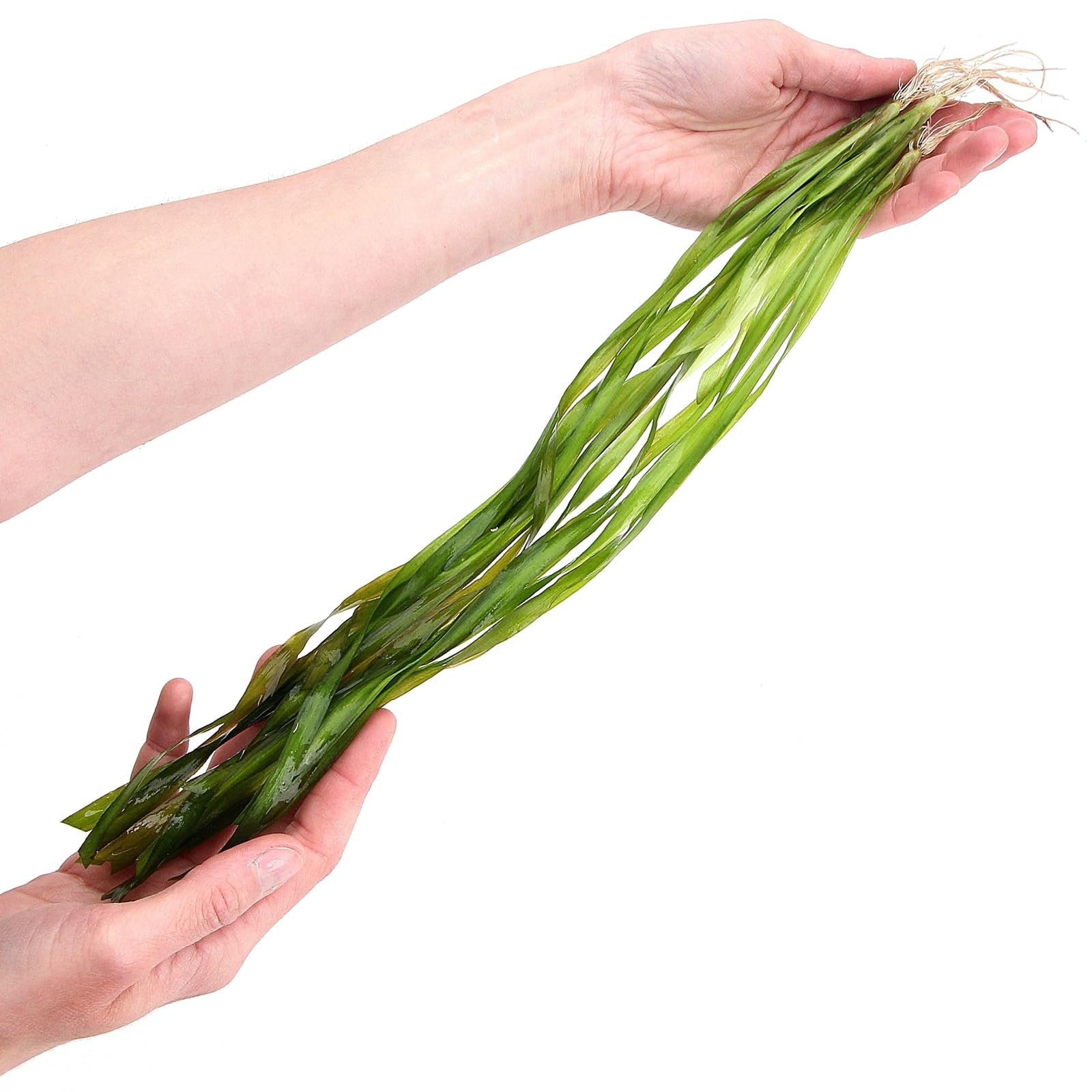 5 x Vallisneria Contortionist Live Aquarium Plants Twisted Leaf Background for Freshwater Tropical Tank Aquascaping K2aqua
