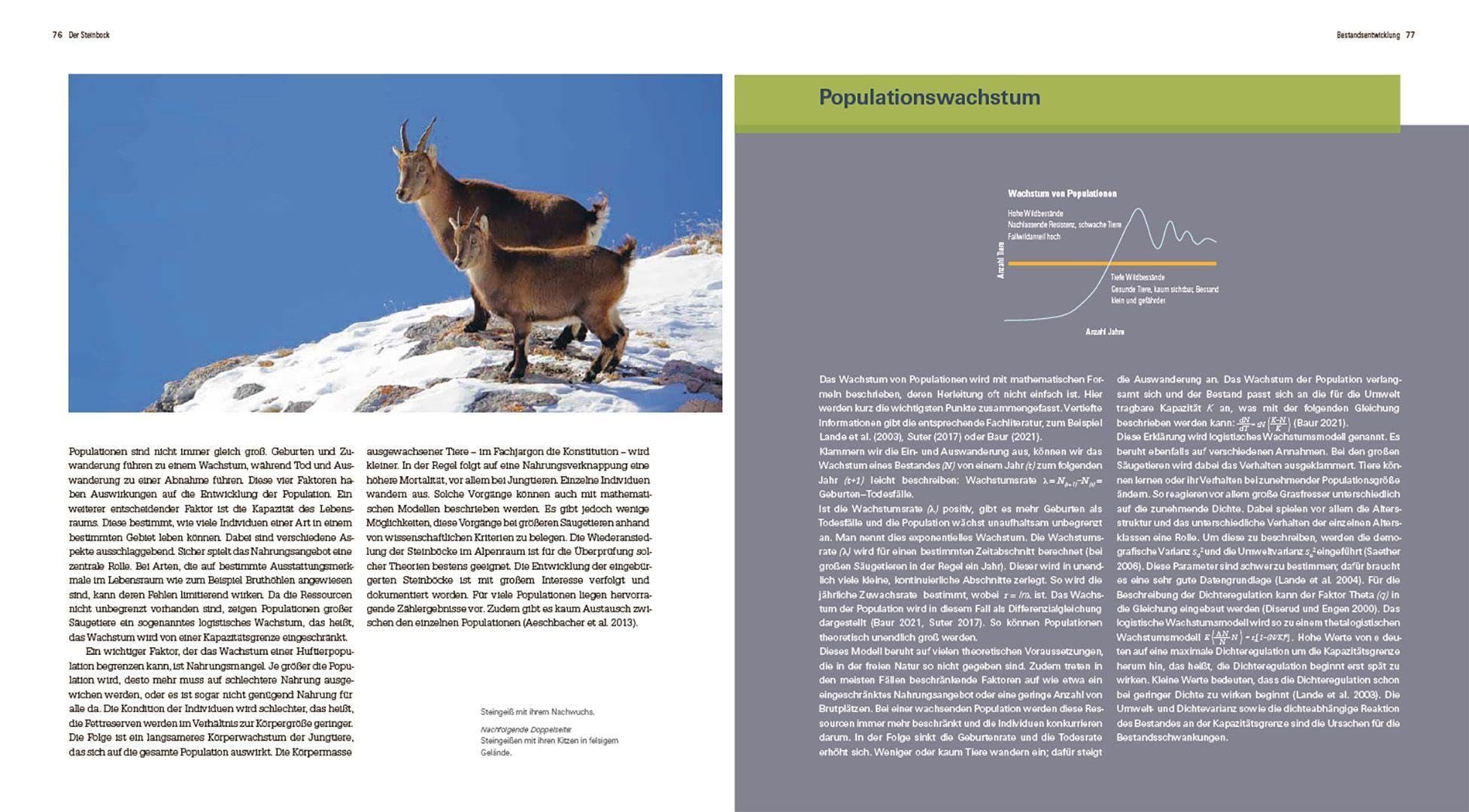 Der Steinbock: Leben auf schmalem Grat