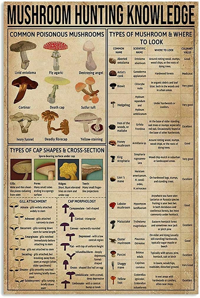 rayprint Mushroom Hunting Knowledge Nostalgic Retro Tin Sign Decoration Bar Cafe Club Metal Sign Plaque 12x16 Inches