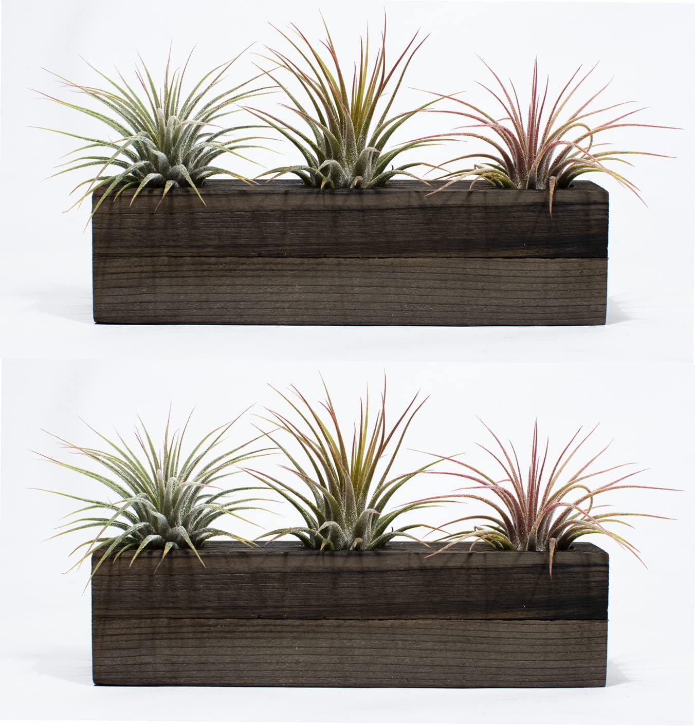 Air Plant Decor 2 Pack Air Plant Holders - 6 Air Plants (AgedWash)