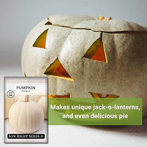 Miniatura 5 de Sow Right Seeds - Semillas de calabaza Casper para plantar - Paquete de reliquia sin OMG con instrucciones para plantar un huerto casero - Variedad