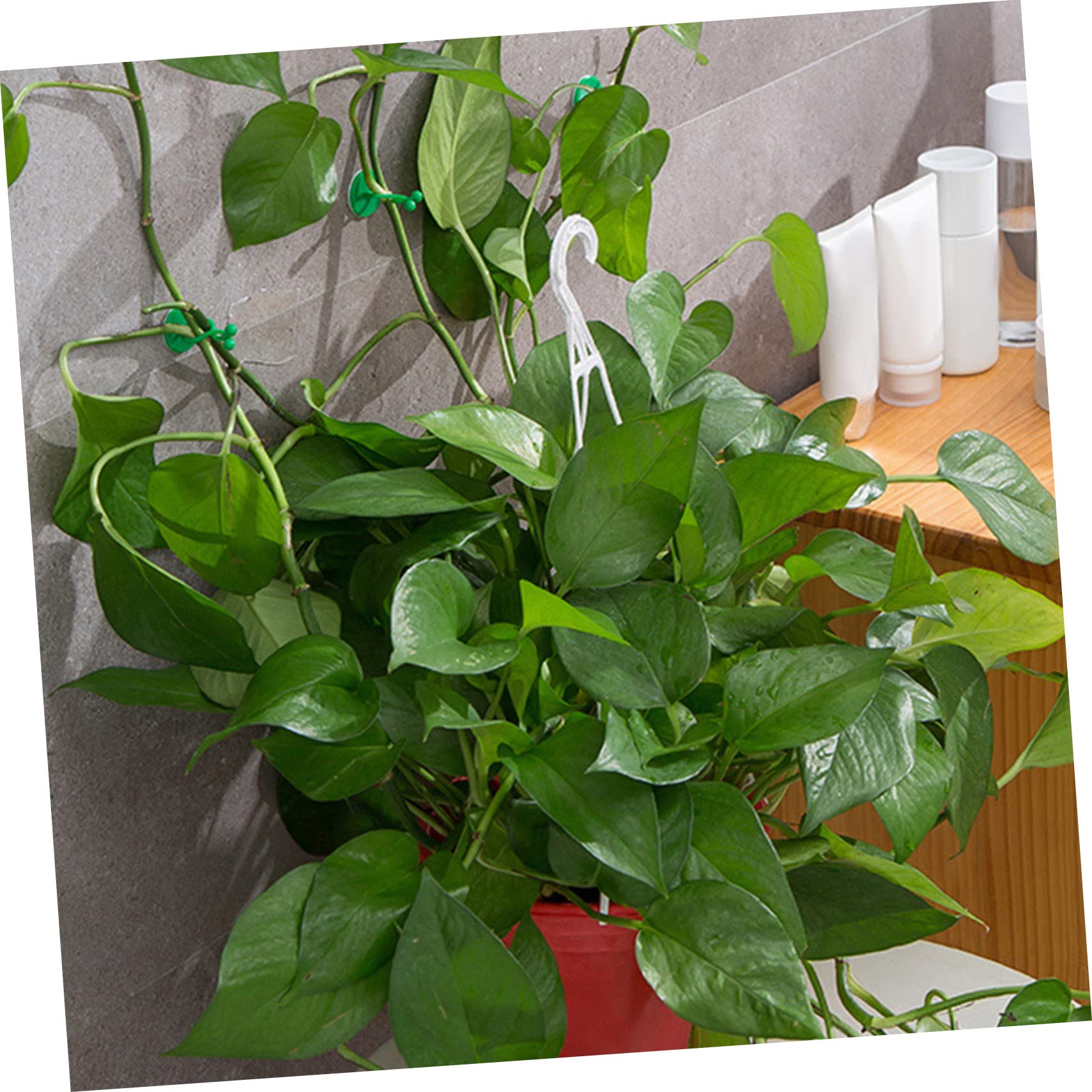 Sosoport 5 Sätze Kletterclip Für Pflanzen Hängender Pflanzer Hängende Künstliche Pflanzen Steht Tomatenpflanzenklammern Klebriger Rebenstützhaken Wand Gartenclips Green Abs 50 Stück * 5