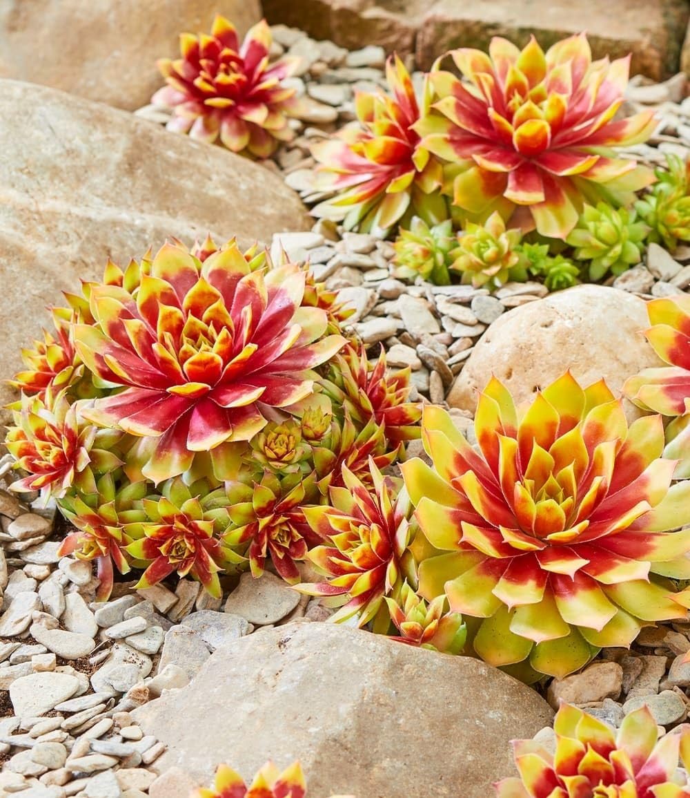 BALDUR Garten 2x Sempervivum 'Gold Nugget®', Pflanzen im 9x9 cm-Topf, winterhart, immergrün, farbintensive Staude, Blickfang im Beet & Kübel, pflegeleicht, trockenheitsverträglich, mehrjährig