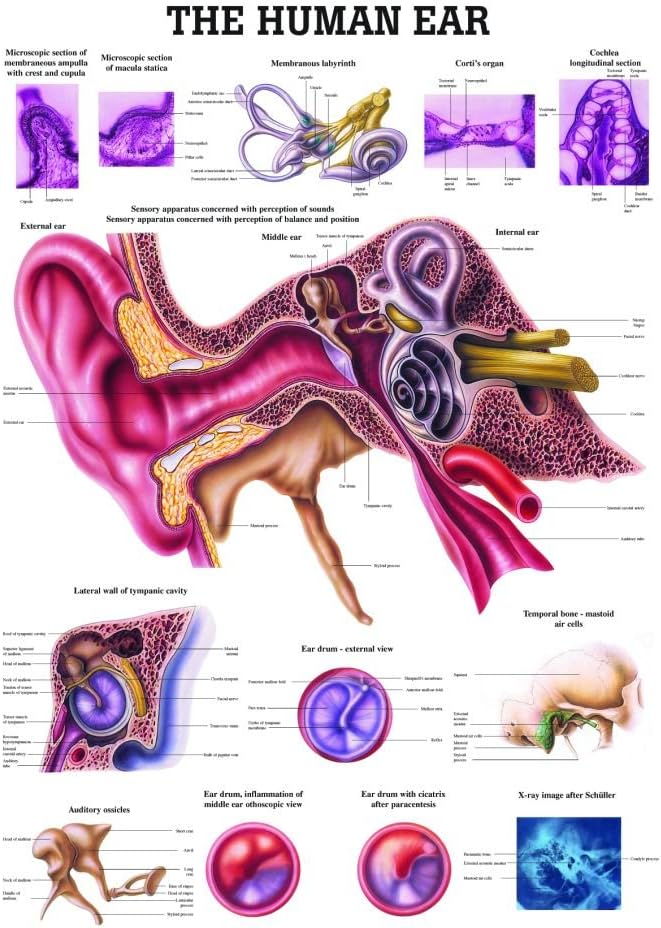 Anatomical Worldwide CH20 The Human Ear Laminated Anatomy Chart