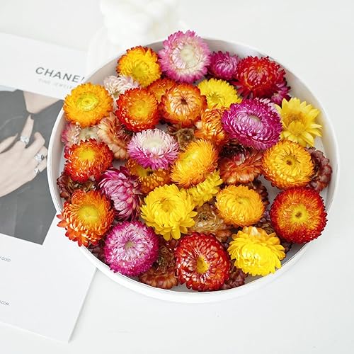 Miniatura 3 de Cabezales de flores de margaritas secas naturales, 30 40 unidades, margaritas gerberas, girasoles reales, crisantemo, arreglos florales secos para