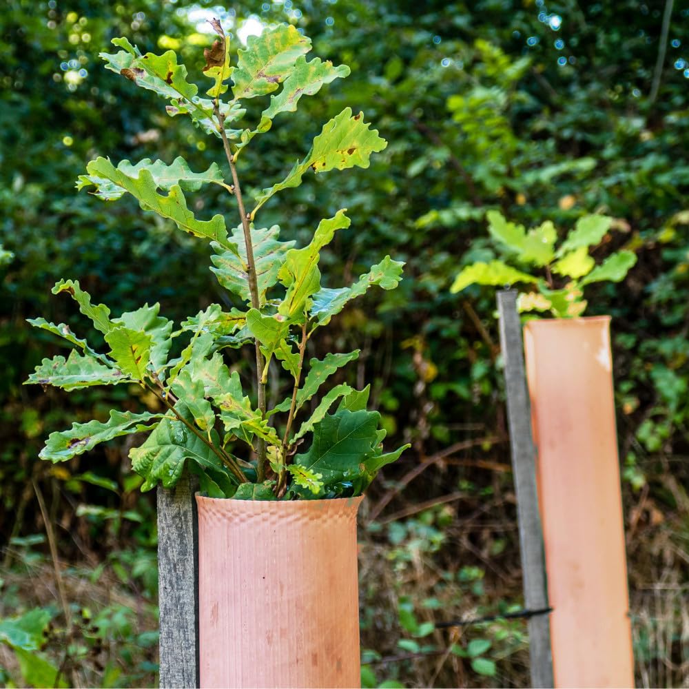 TUBEX Nature Wuchshüllen | 180cm | Ø 80-120mm | 5 Stück | biologisch abbaubar | plastikfrei | inkl. Kabelbinder