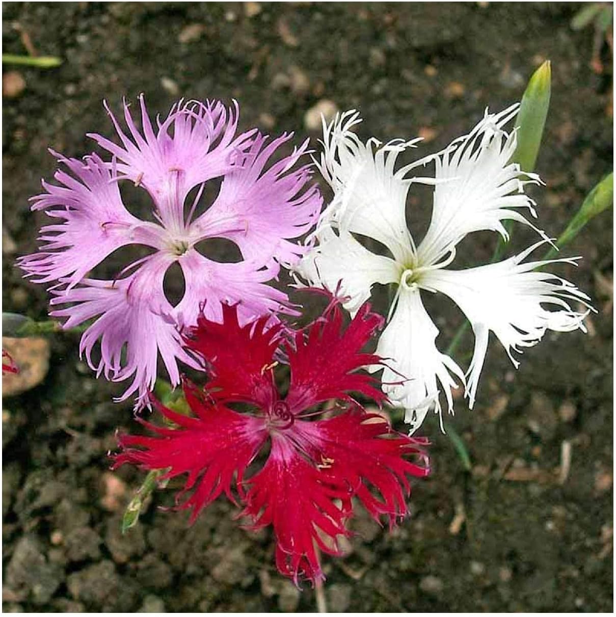 Everwilde Farms - 1/4 Lb Fringed Pinks Wildflower Seeds - Gold Vault