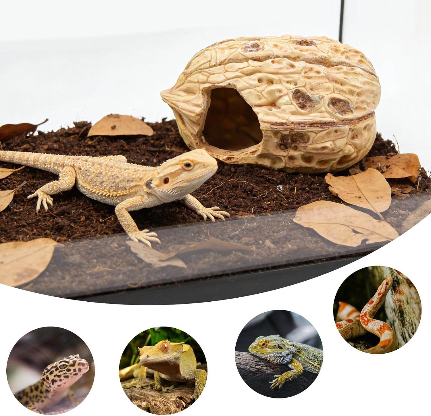 Resin Walnut Reptile Hideout Cave - 7.09 × 4.92 × 3.94 inch Realistic Large Walnut Shape Habitat Decor, 2-Entrance Safe Hide for Leopard Gecko Bearded Dragon Snake, Also for Betta Fish Tank Ornament