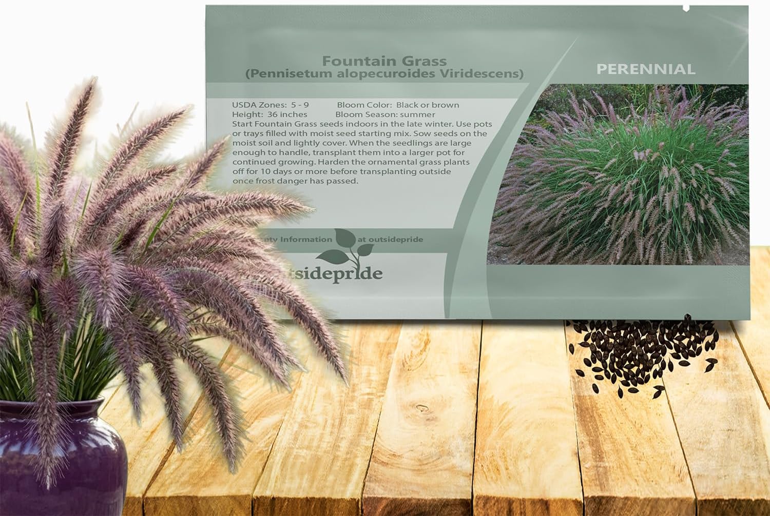 Outsidepride Chinese Pennisetum Fountain Ornamental Grass Seeds - 100 Pcs Perennial, Drought Tolerant Fountain Grass with Smoky Purple-Black Plumes for Low Maintenance Xeriscapes & Flower Arrangements