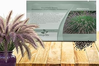 Outsidepride Chinese Pennisetum Fountain Ornamental Grass Seeds - 100 Pc...