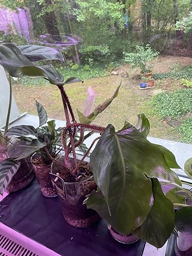 decor cactus Blooming Christmas Cactus for Sale Online, Holiday Gift Decor Ideas 6" Pot / Red by Succulents Box