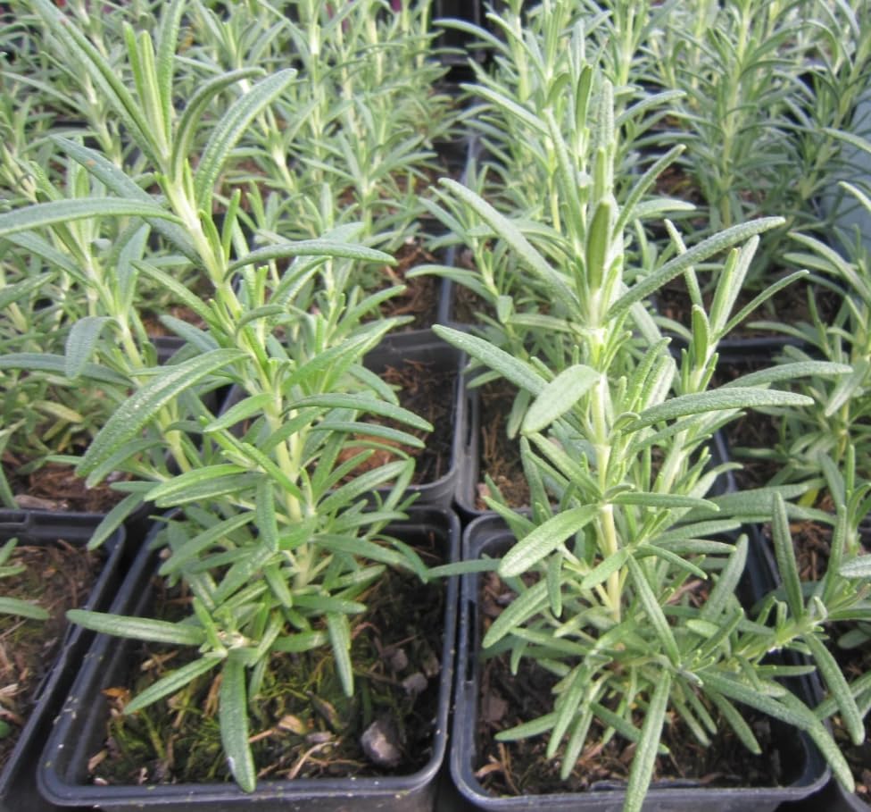 Miniatura 4 de Paquete de 6 plantas iniciales de romero azul, plantas rectas de hierbas de romero fragantes, plantas de semillero de romero de 3 a 6 pulgadas de