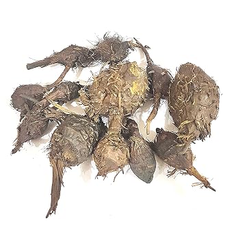 iqra Nagarmotha/ / Sedge Root/Cyperus rotundus 500 Gms