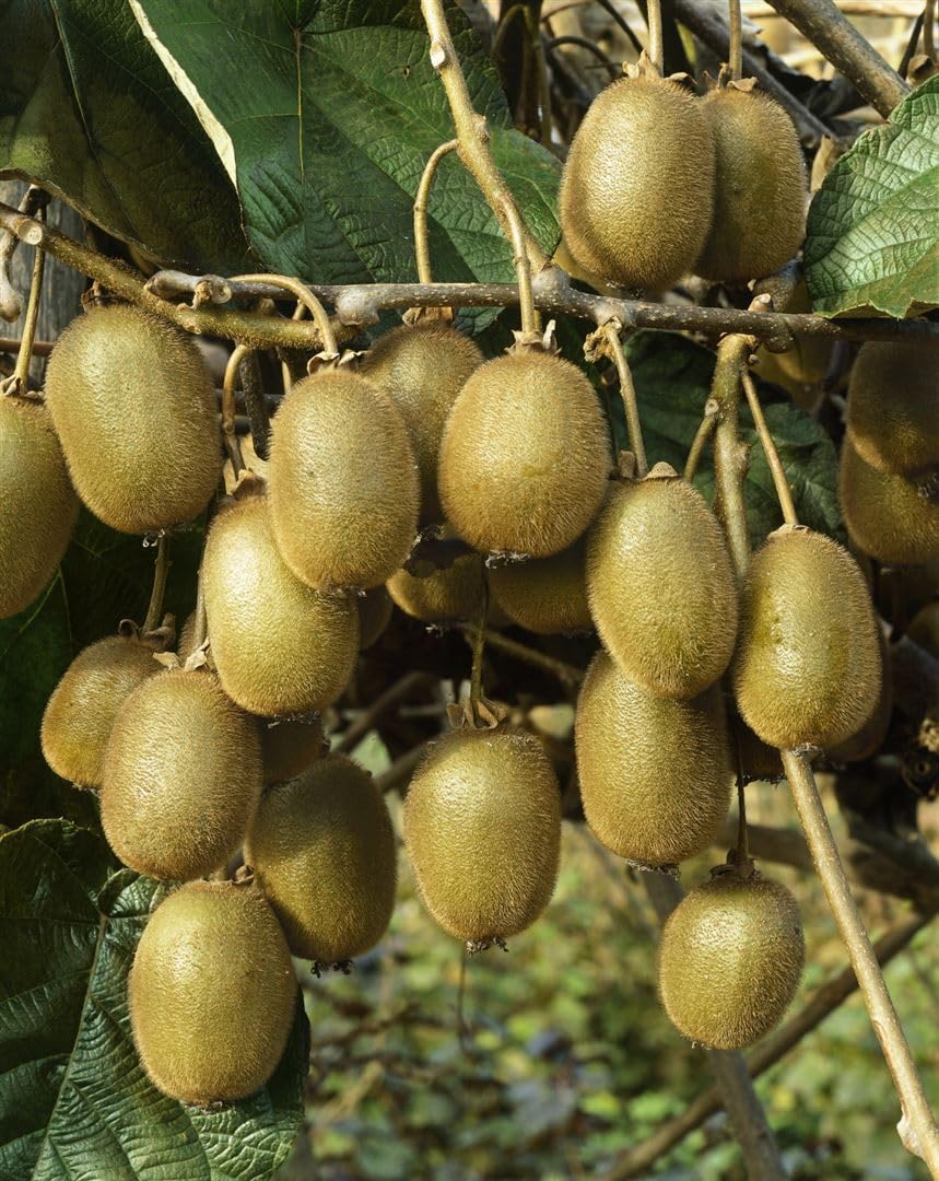Kiwi Actinidia chinensis Jenny 150-200 cm Kletterpflanze winterhart