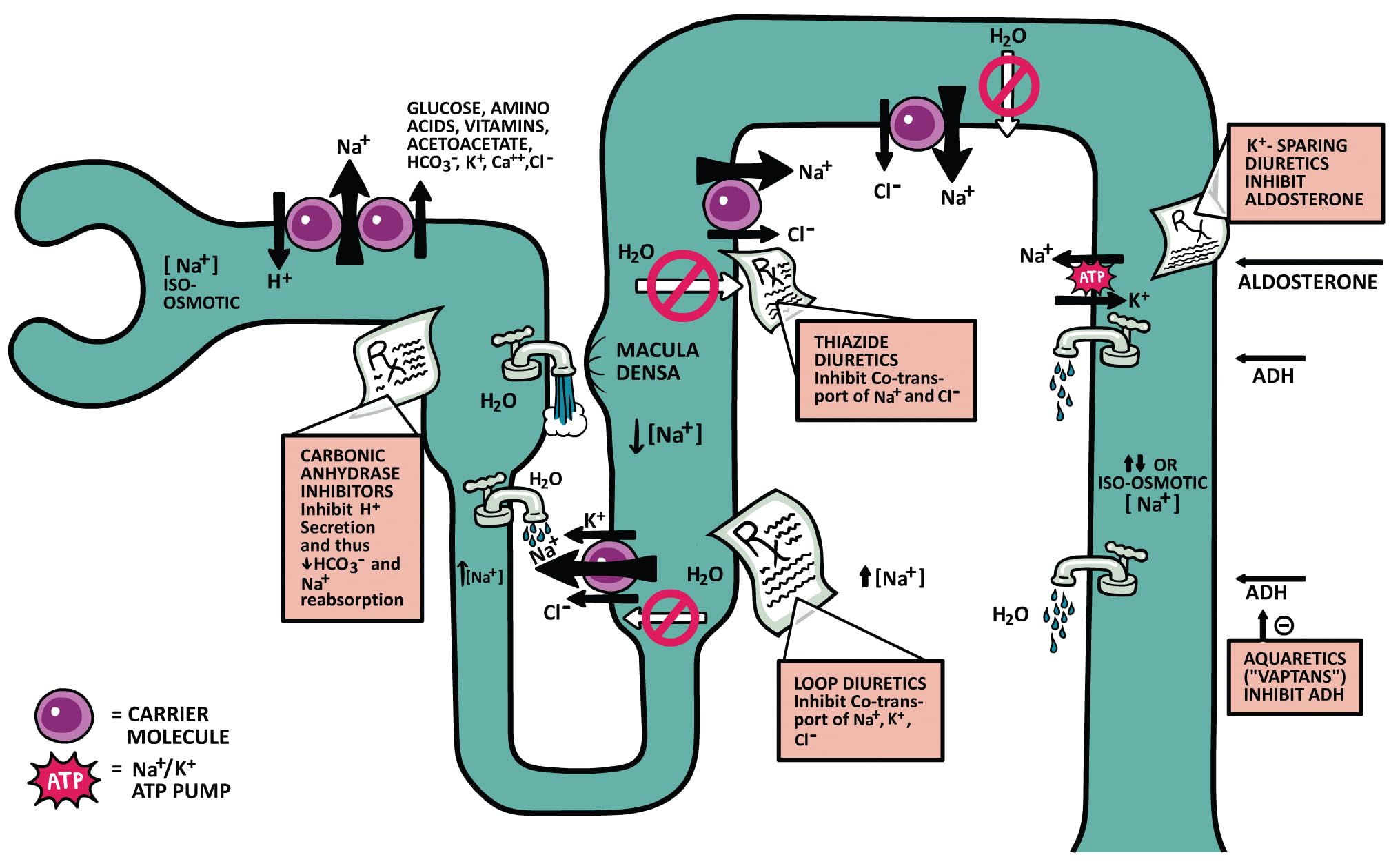 Clinical Physiology Made Ridiculously Simple: Color Edition