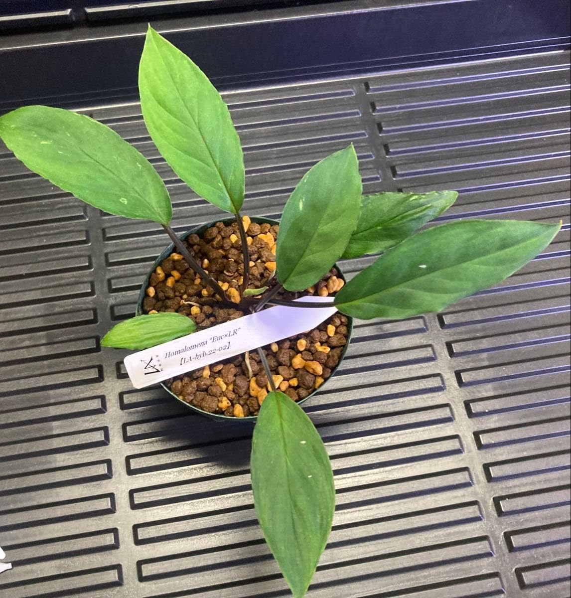 Homalomena &ldquo;Euc&times;LR" LA-hyb.22-02 ホマロメナ ハイブリッド 実生