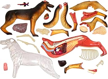 Amazon.com: SORECI 4D Dog Anatomy Model with Detachable