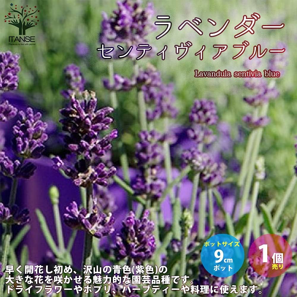 71vmlZUaA8L._AC_UF1000, 71vmlZUaA8L._AC_UF1000,