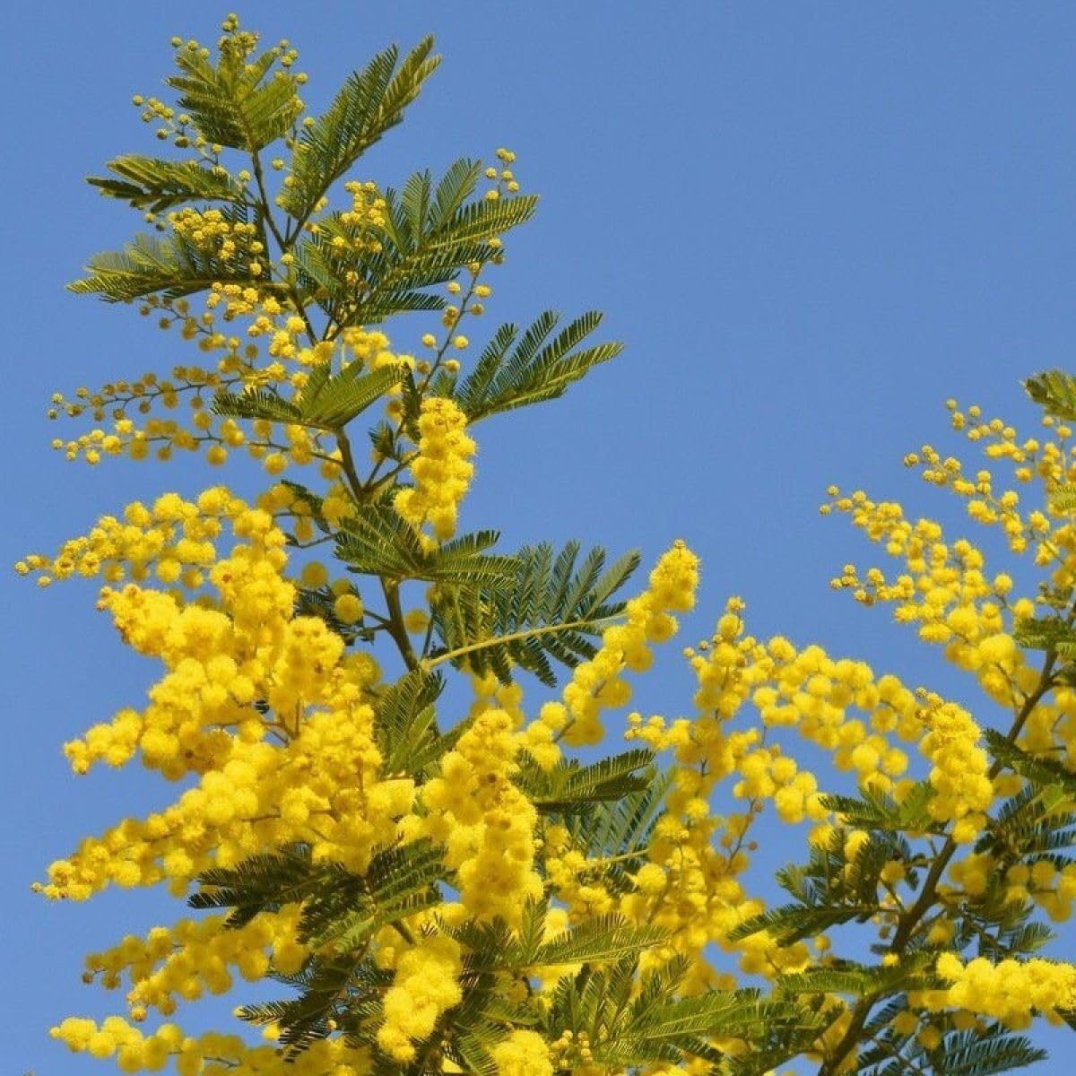 Mimosa "Acacia dealbata" pianta in vaso 4 litri con canna h. oltre 2 metri Vivaio di Castelletto