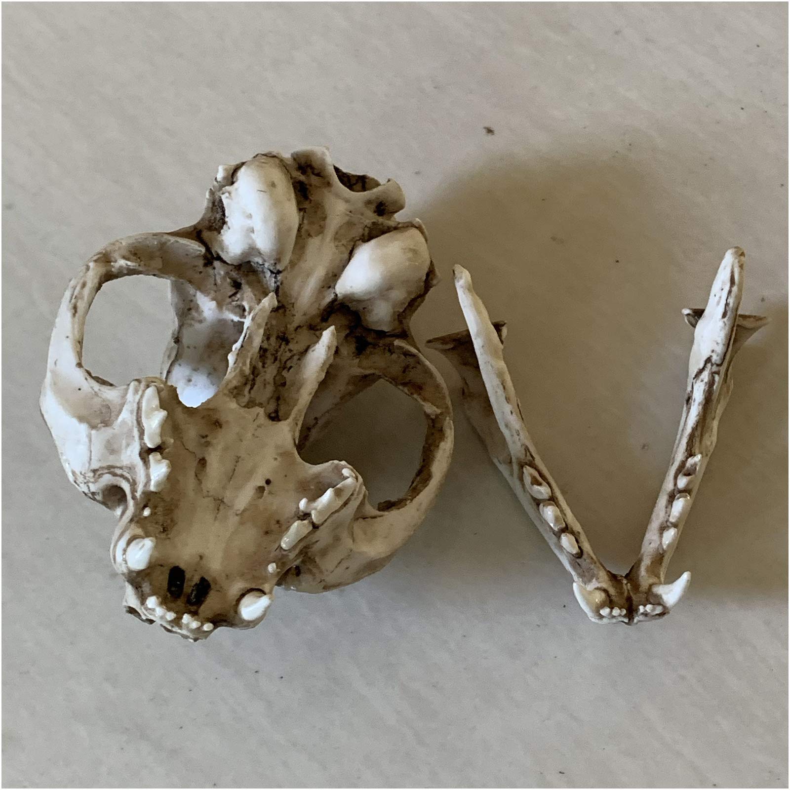 Amazon.co.jp: 猫の頭蓋骨モデル-動物の骨格モデル猫の頭蓋骨モデル