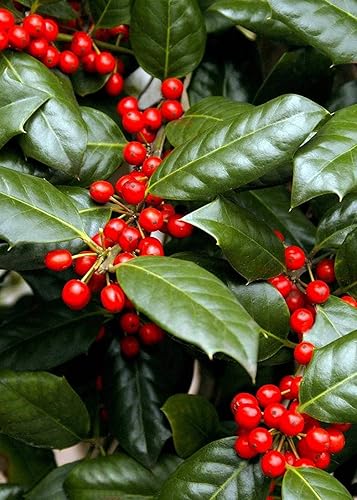 Miniatura 10 de Nellie R. Stevens Holly - 15 plantas vivas - Cobertura de privacidad de hoja perenne