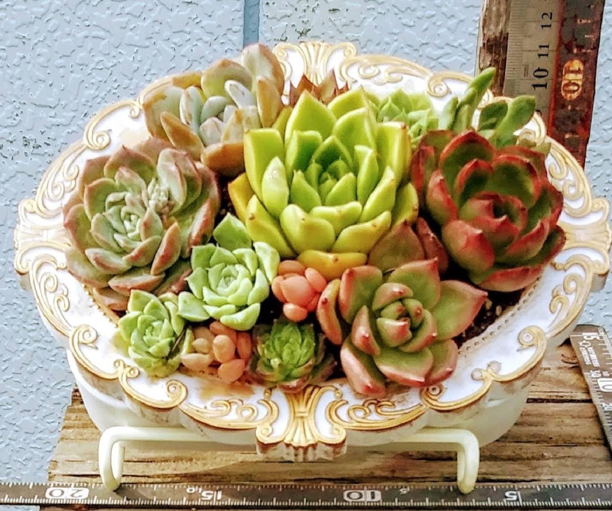 ご確認用　多肉 Amazon.co.jp: 6291多肉植物の寄せ植えテーブル多肉タブロー飾り台付き