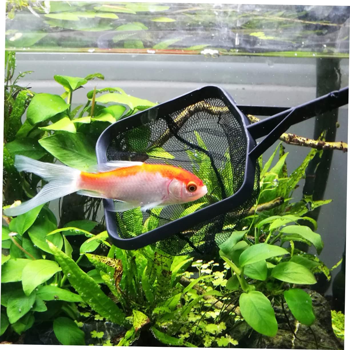 BESPORTBLE 4pcs Fishing Net Lightweight Aquarium Dip Nets for Easy Catching of Fish and Shrimp Freshwater and Tanks