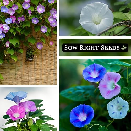 Miniatura 4 de Sow Right Seeds - Semillas altas mezcladas de gloria matutina para plantar - Paquete de reliquia sin OMG con instrucciones para cultivar - Variedad